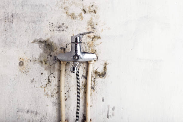 Best DIY Mold Remediation Support Services in La Presa, CA