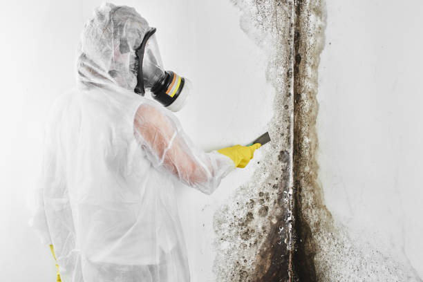 Best Preventive Mold Services in La Presa, CA