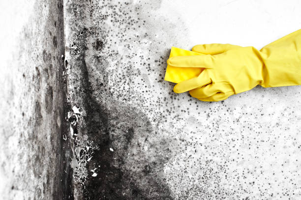 Best Bathroom Mold Remediation in La Presa, CA