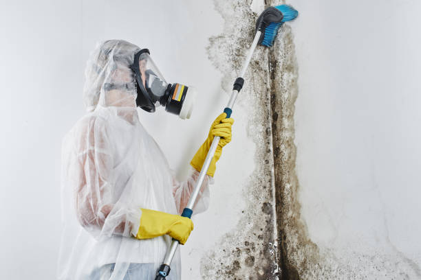 Best Mold Testing and Inspection Services in La Presa, CA