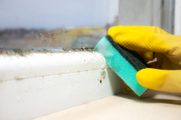 Best Commercial Mold Remediation in La Presa, CA