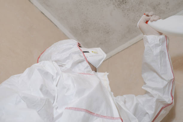 Best Basement Mold Remediation in La Presa, CA