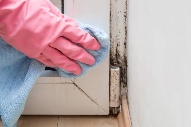La Presa, CA Mold Remediation Company