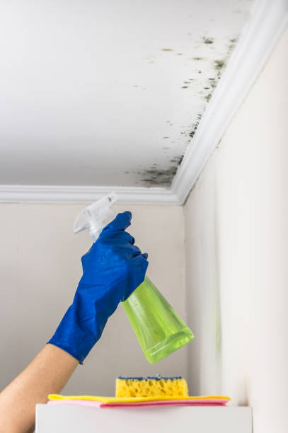 Best Residential Mold Remediation in La Presa, CA